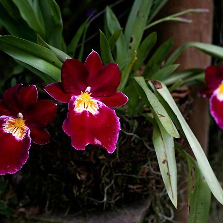 Tominejo Ecolodge - Casas En Los Arboles Нейра Экстерьер фото